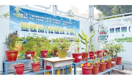 培聖中學設立蝴蝶隊 校園孕育小昆蟲 豐富社區生態封面