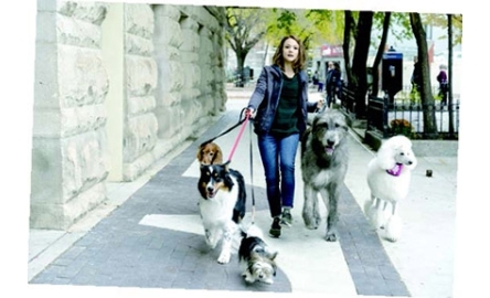 【電影X通識】再見亦是狗朋友2 A Dog’s Journey封面